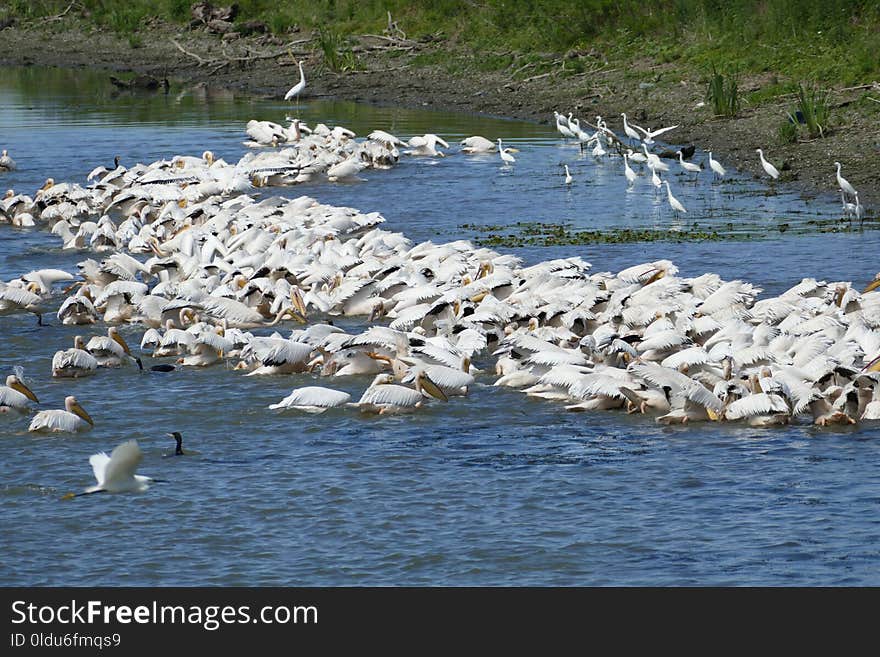 Bird, Water, Fauna, Seabird