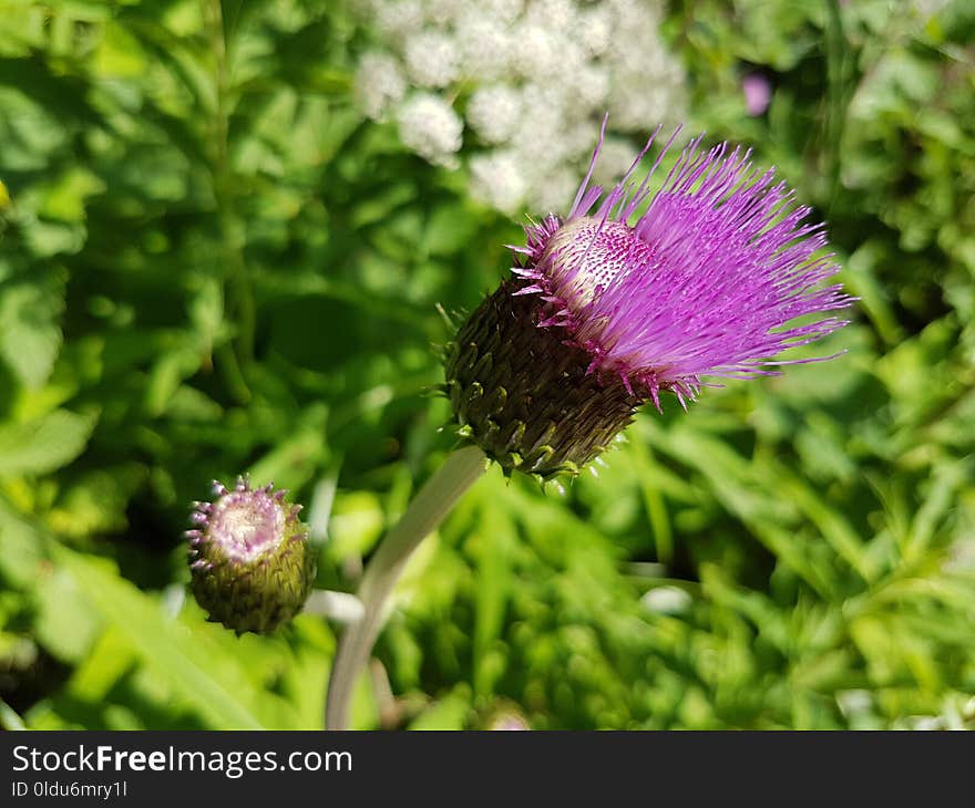 Flower, Thistle, Plant, Flora