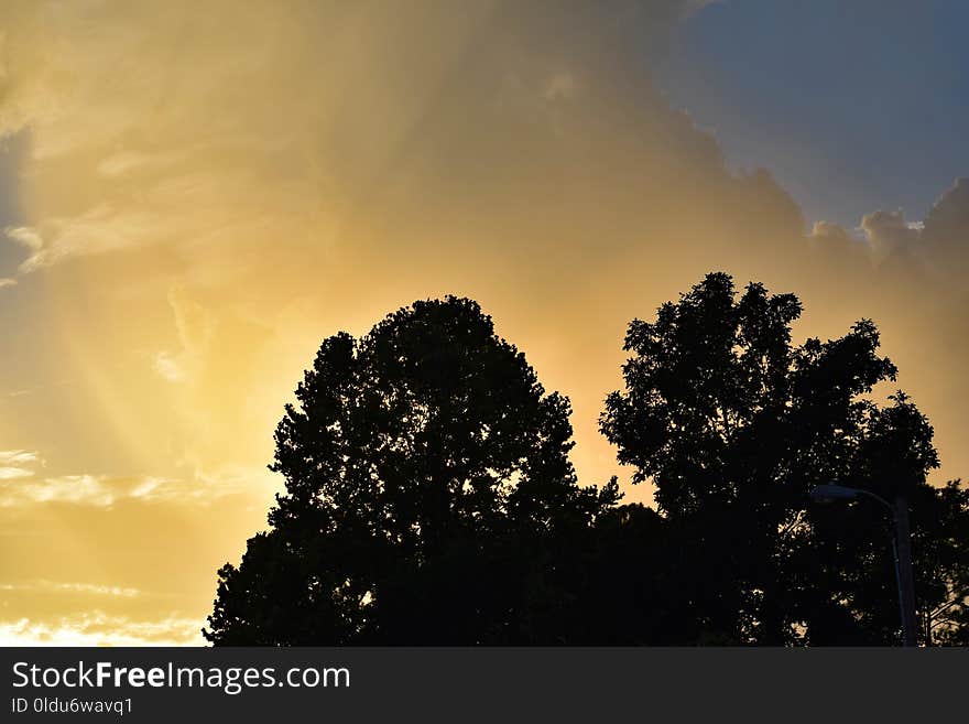 Sky, Cloud, Tree, Atmosphere