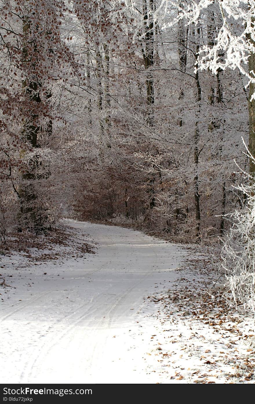 Snow, Winter, Tree, Freezing