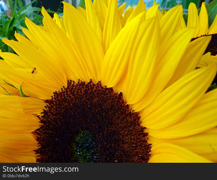 Flower, Sunflower, Yellow, Sunflower Seed