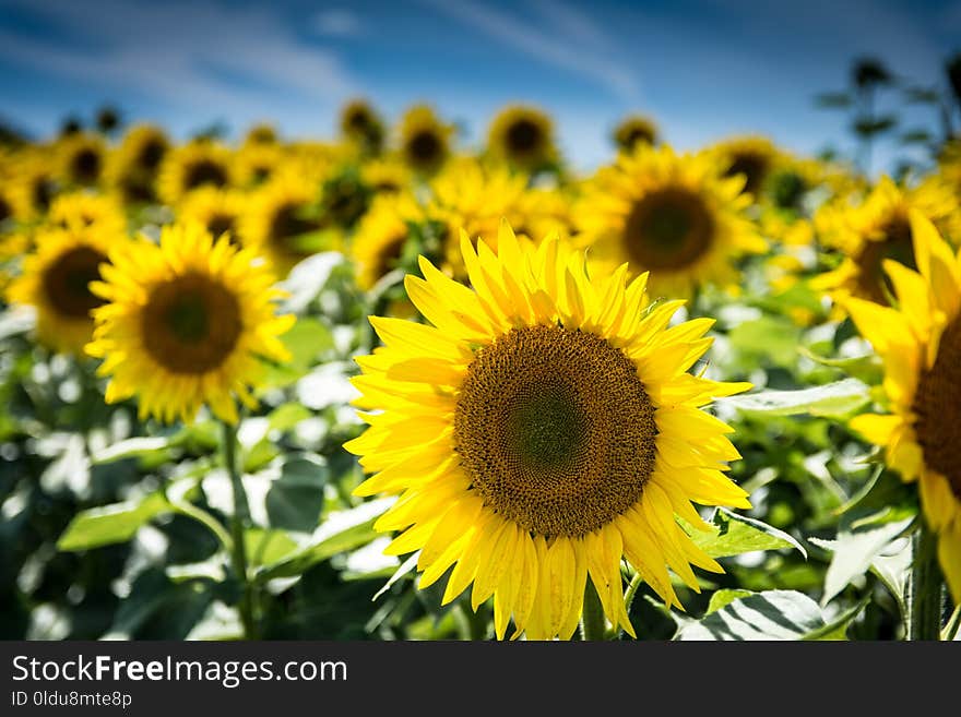 Sunflower, Flower, Yellow, Sunflower Seed