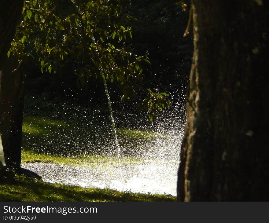 Water, Nature, Green, Tree