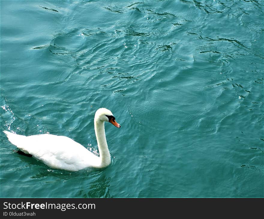 Swan, Water, Water Bird, Bird