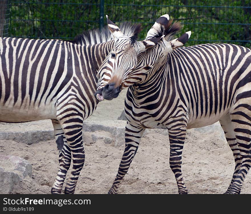 Zebra, Wildlife, Terrestrial Animal, Mammal