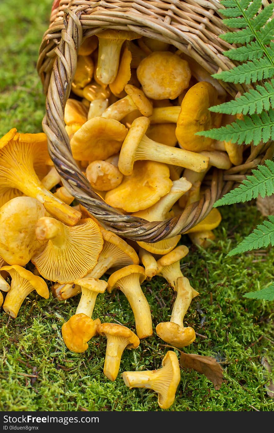 Wild mushrooms chanterelles scattered in the basket