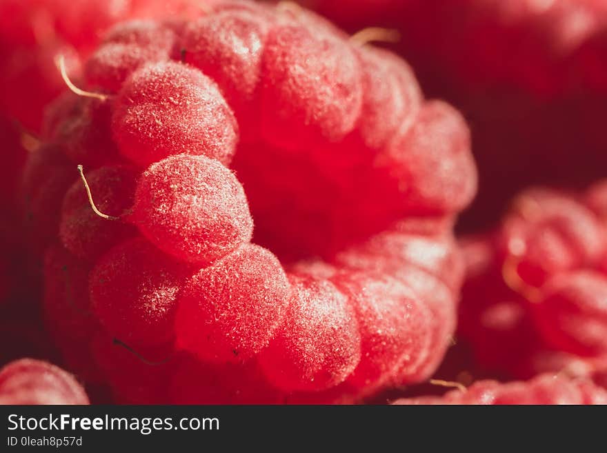 Ripe juicy red raspberry berry. Summer macro