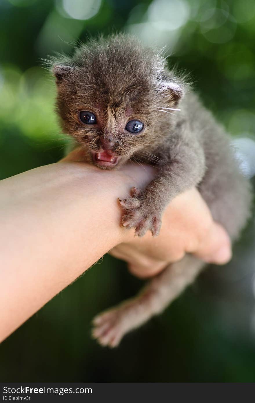 Sweet newborn grey kitten in the hands. Sweet newborn grey kitten in the hands