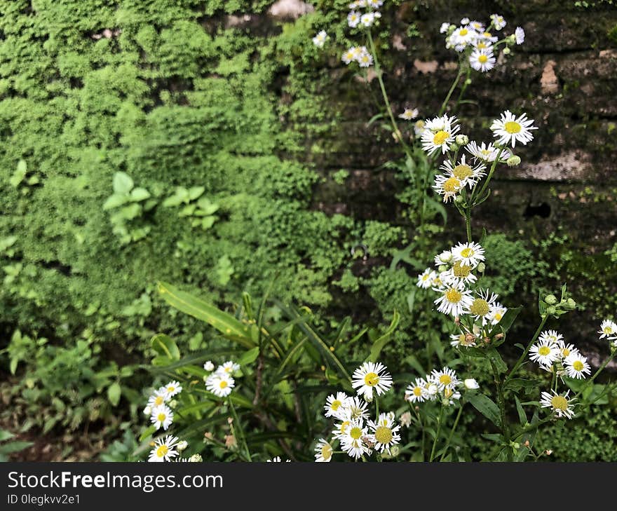 Green moss wall and the white daisy flower