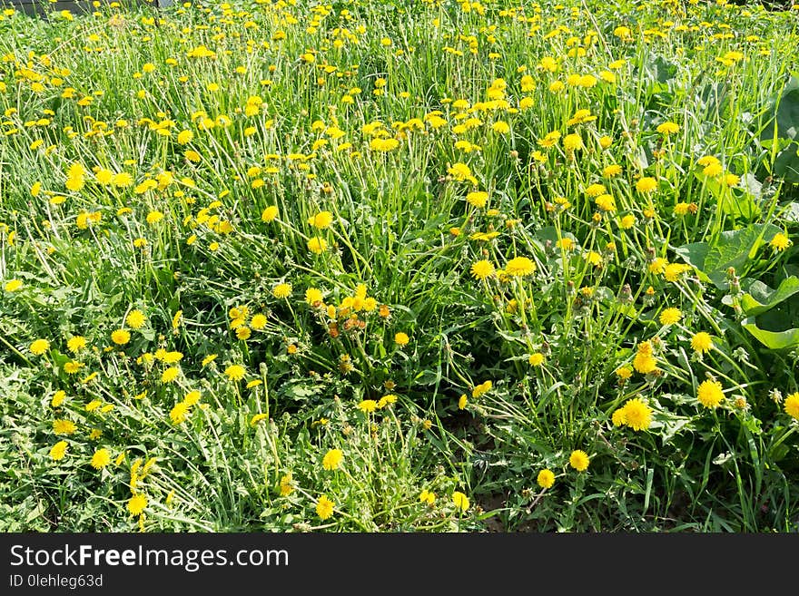 Sunny summer grass field with yellow dandelions background. Sunny summer grass field with yellow dandelions background.