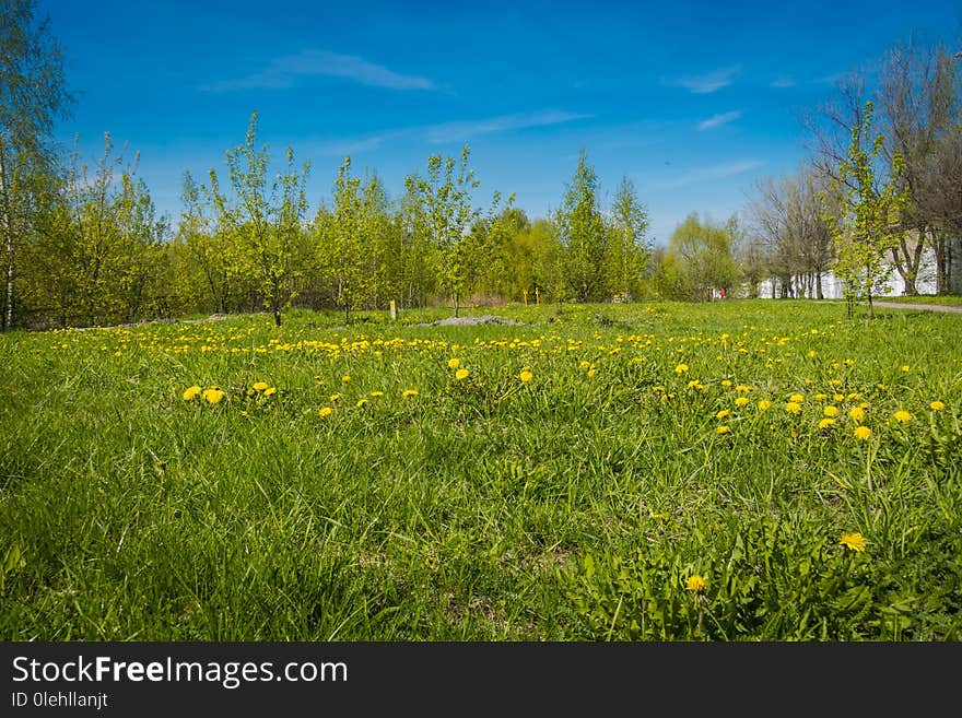 Grass field with dandelions