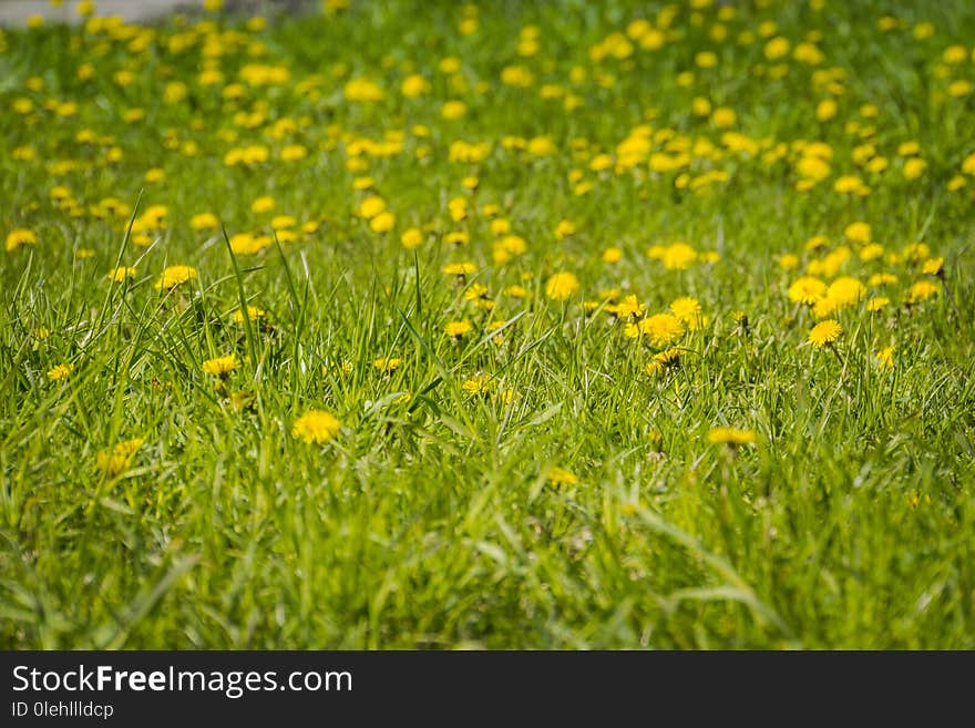 Grass field with dandelions