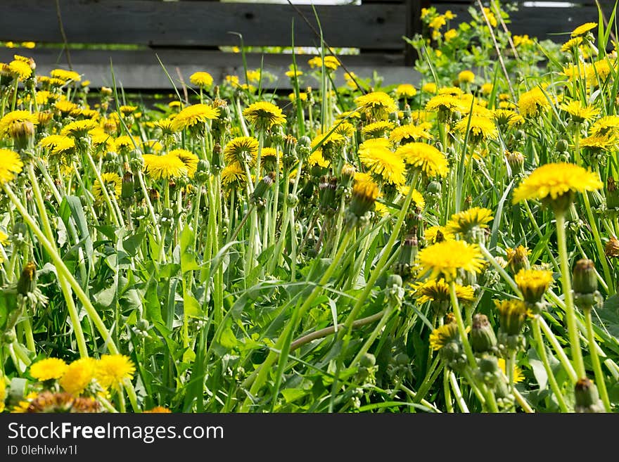 Sunny summer grass field with yellow dandelions background. Sunny summer grass field with yellow dandelions background.