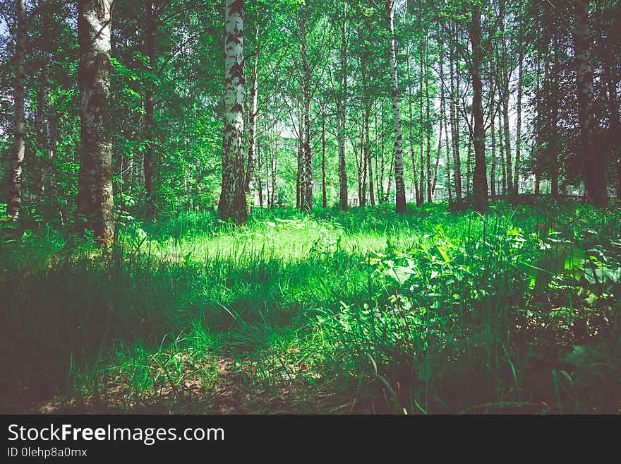 Green trees in summer park retro