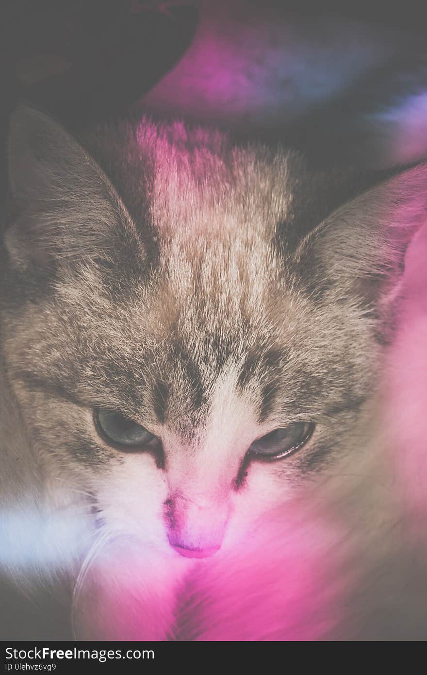 Cute little siamese cross kitten close up background