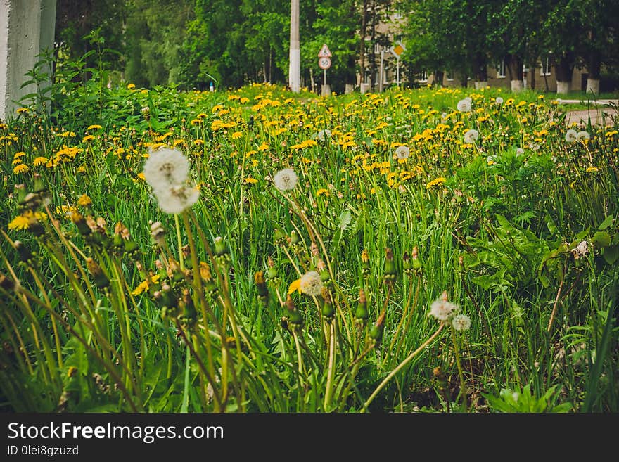 White Dandelions In The Grass Filtered