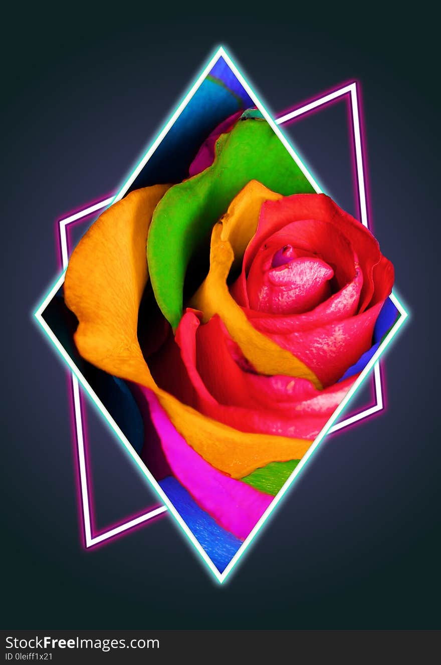 Decorative Rainbow Rose In Polygon