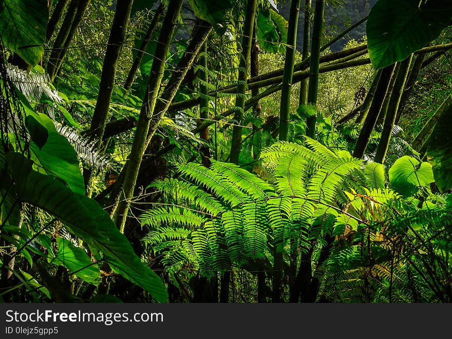 Ferns in the tropical forest of Guadeloupe in the West Indies