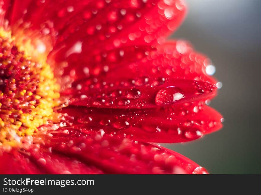 Pink gerbera flower with water drop close up toned