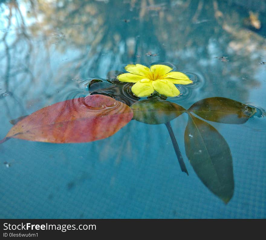 Flower and leaf in the water in which the reflection of the trees is observed at sunset