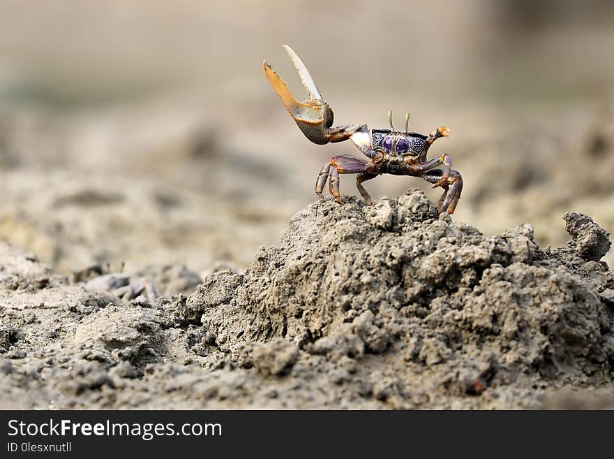 An Uca tangeri crab close up