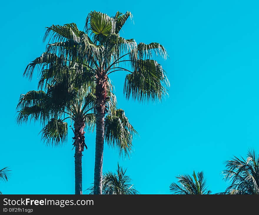 Beautiful tropical coconut palm tree on blue sky