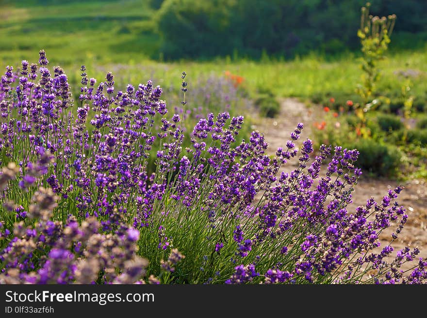 Rural landscape with lavender bushes