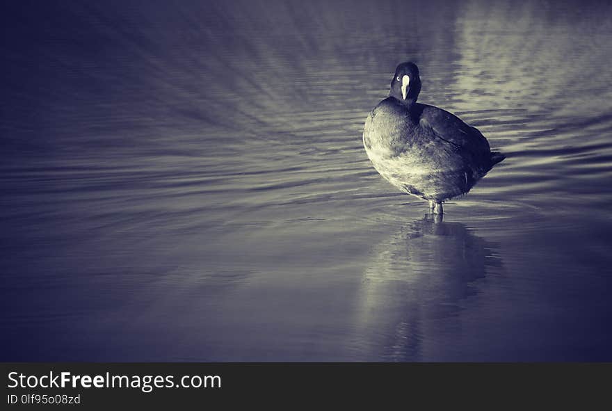 Bird on lake looking at camera