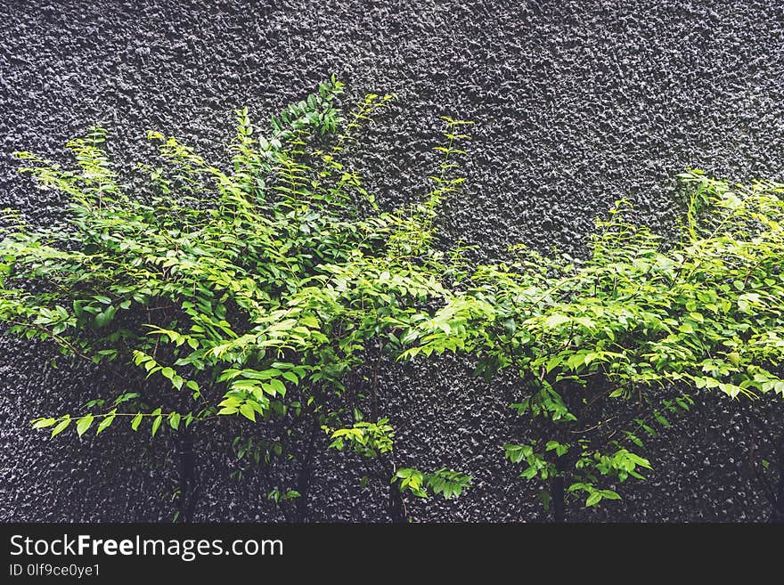 Trees without leaves near the wall texture