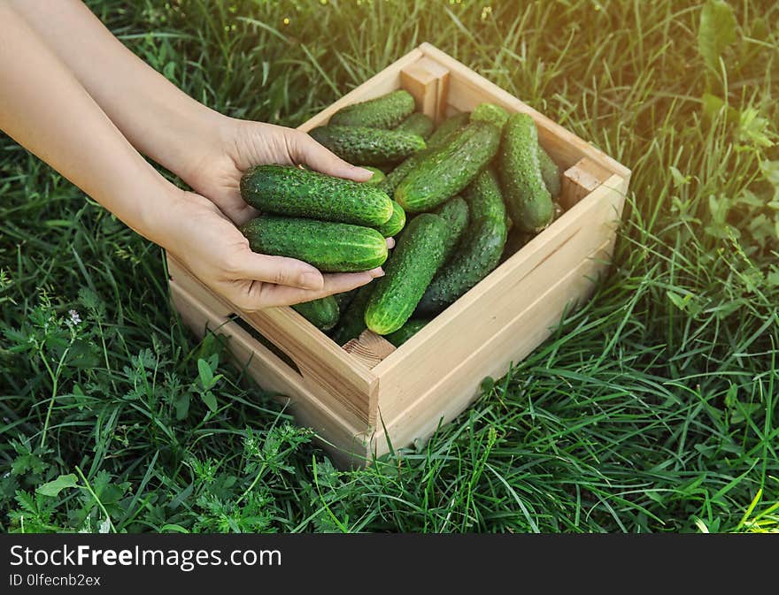 Woman Holding Fresh Ripe Cucumbers Outdoors