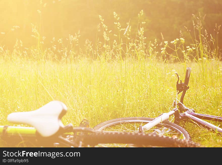 Bicycles lie on the grass in forest