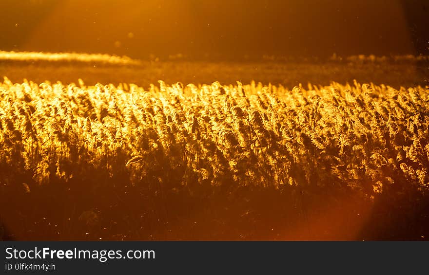 Autumn landscape with reeds at sunset