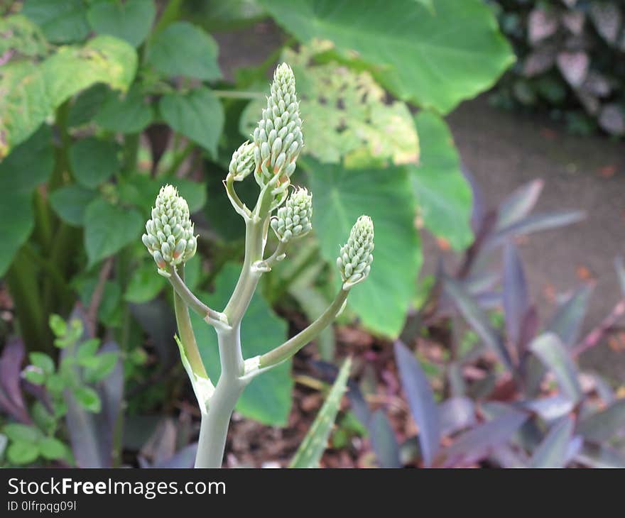 Plant, Flora, Flower, Herb