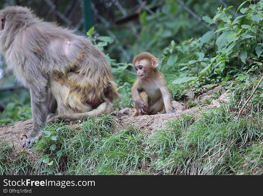 Macaque, Fauna, Wildlife, Primate