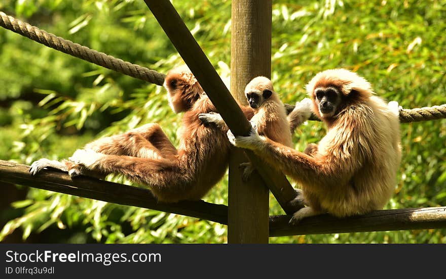 Fauna, Mammal, Primate, Gibbon