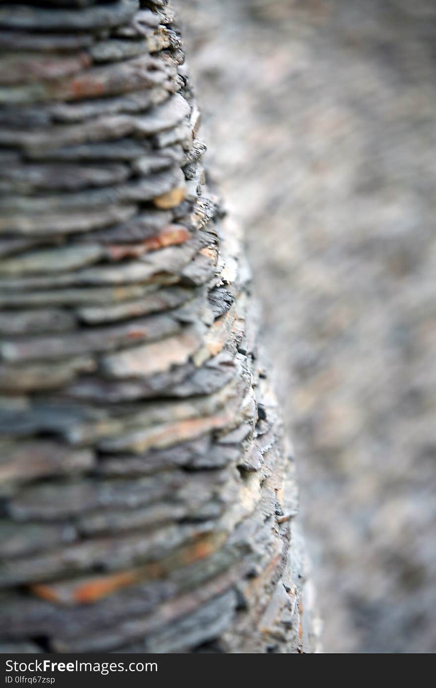 Close Up, Wood, Trunk, Rock