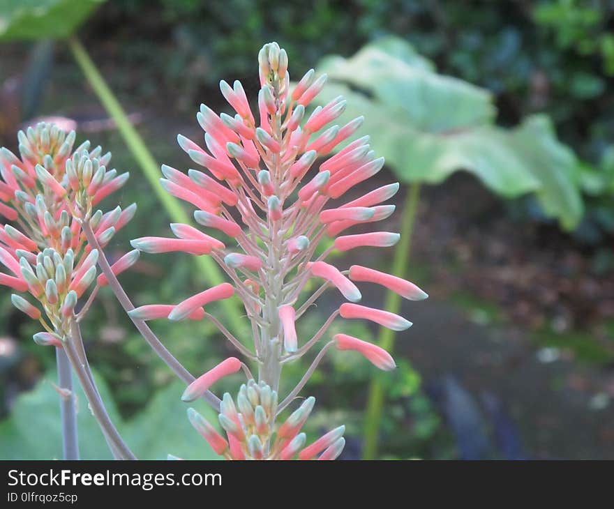 Plant, Flower, Flora, Grevillea