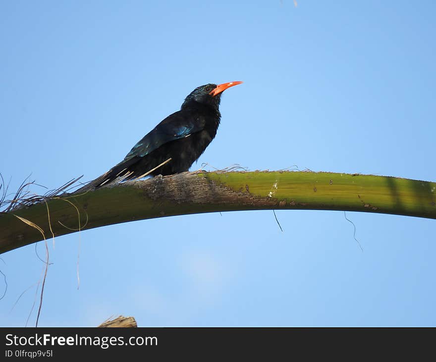 Bird, Fauna, Beak, Sky