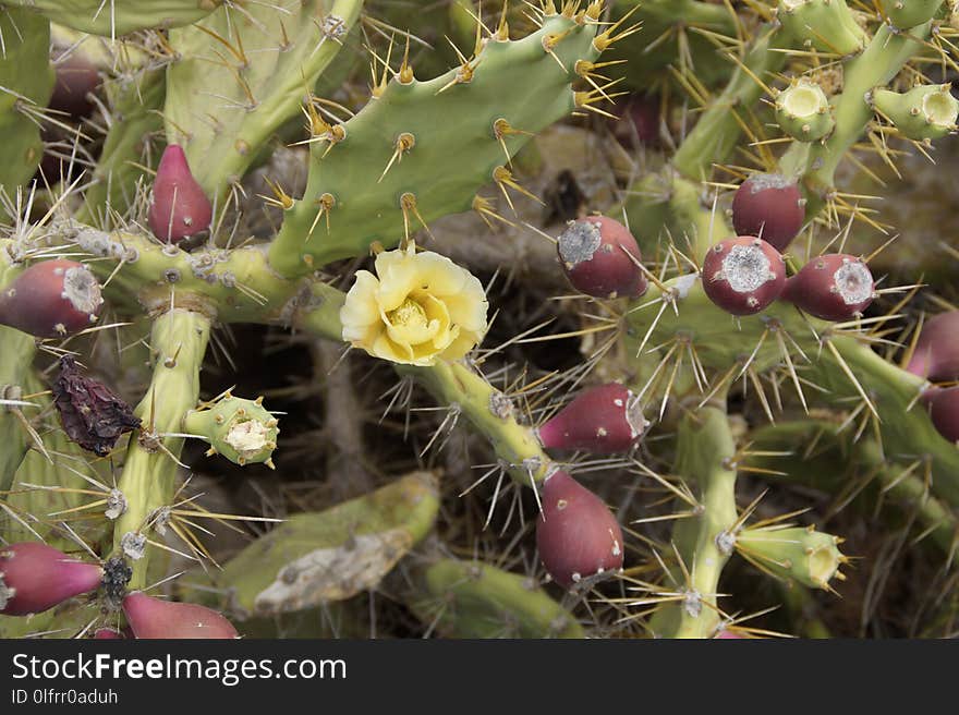 Plant, Flowering Plant, Vegetation, Cactus