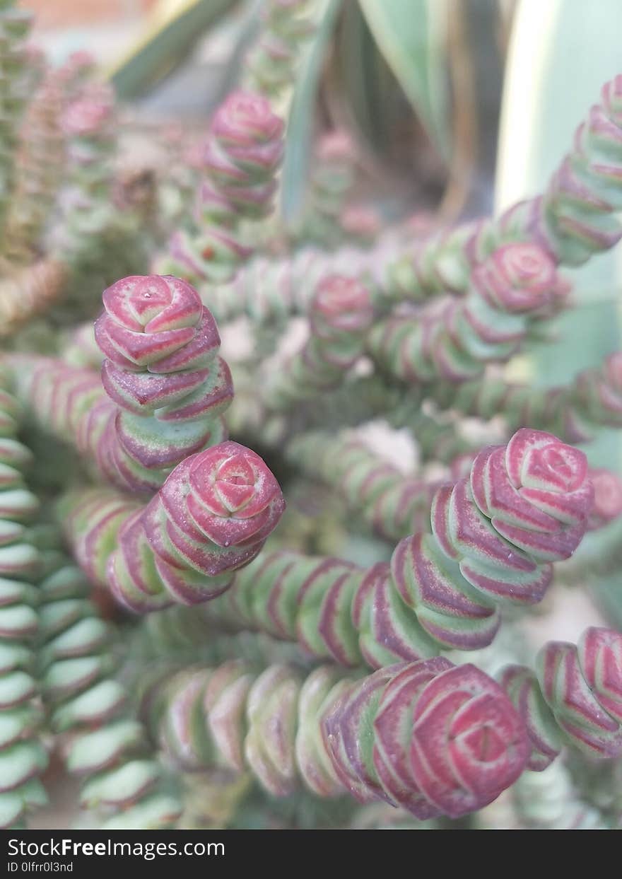 Pink, Material, Tree, Thread