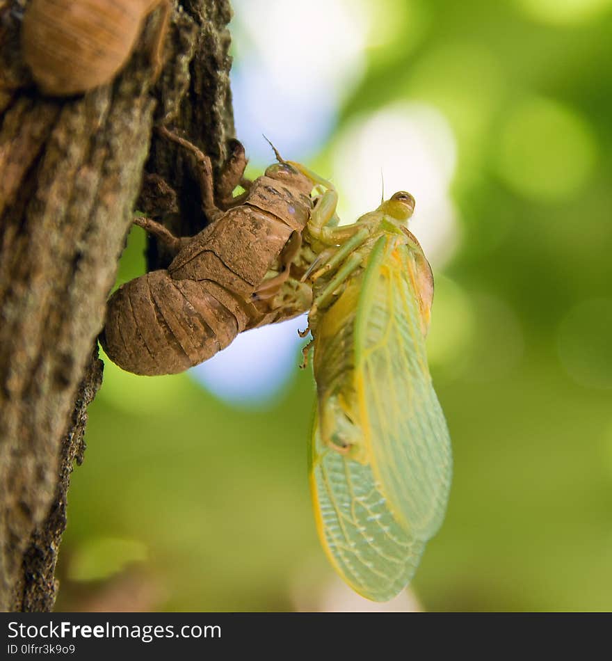 Insect, Invertebrate, Cicada, Macro Photography