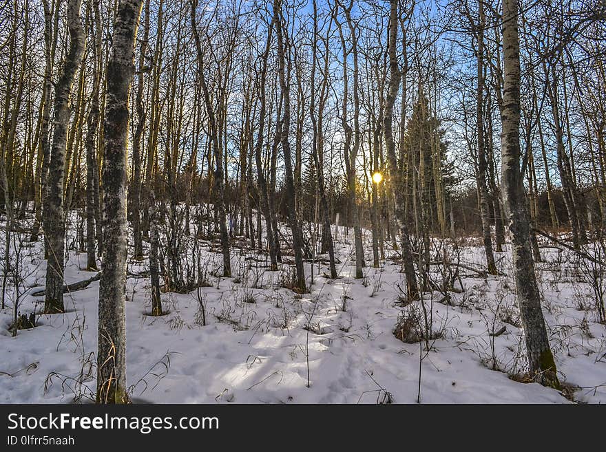 Winter, Snow, Ecosystem, Tree