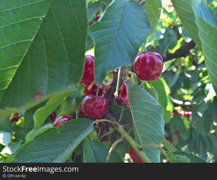 Fruit, Plant, Cherry, Leaf