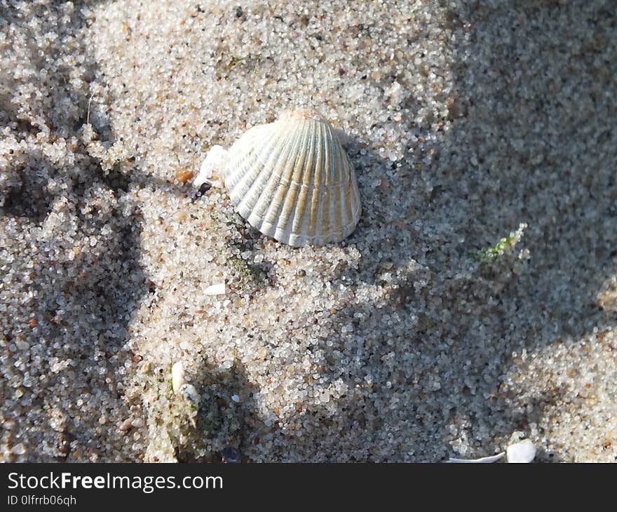 Cockle, Seashell, Clam, Organism