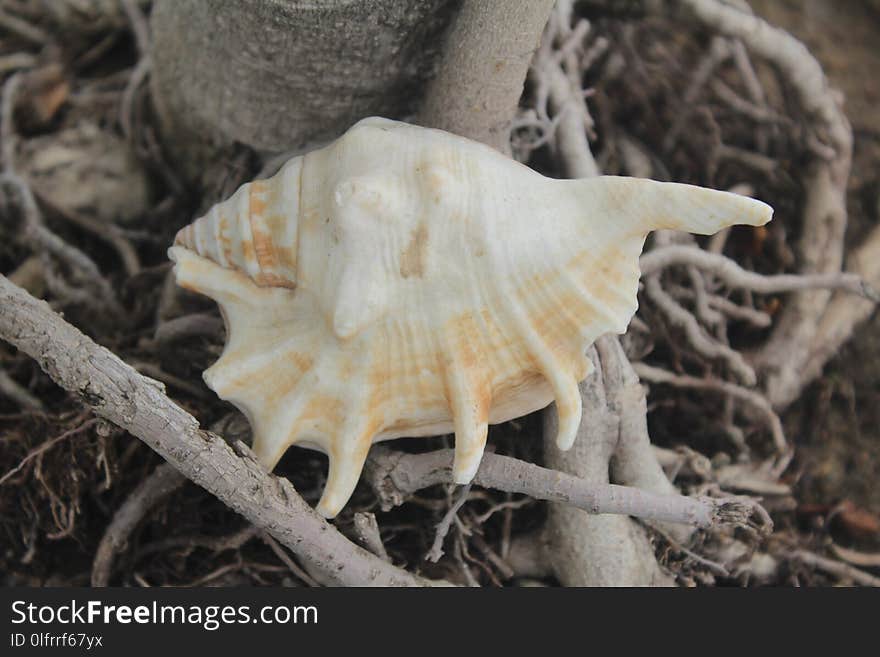 Terrestrial Animal, Seashell