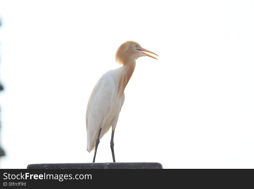 Bird, Beak, Fauna, Egret