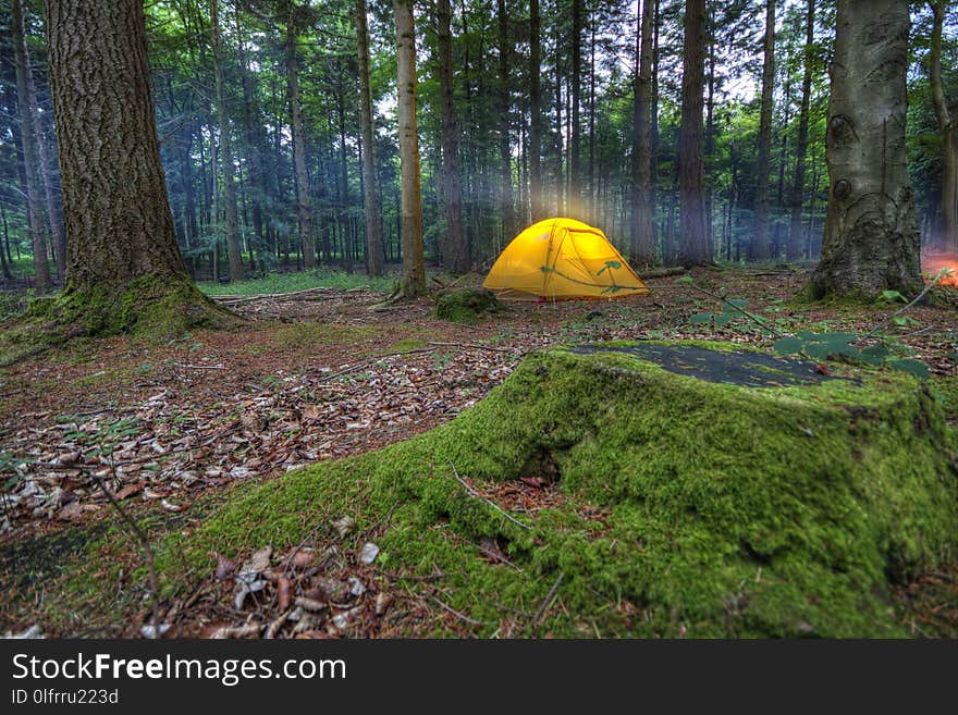 Ecosystem, Wilderness, Forest, Nature Reserve