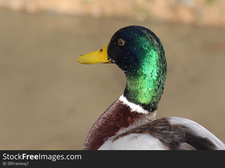 Bird, Duck, Mallard, Beak