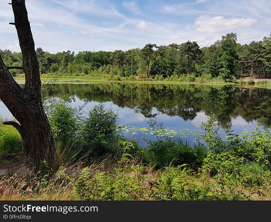 Nature, Nature Reserve, Reflection, Water