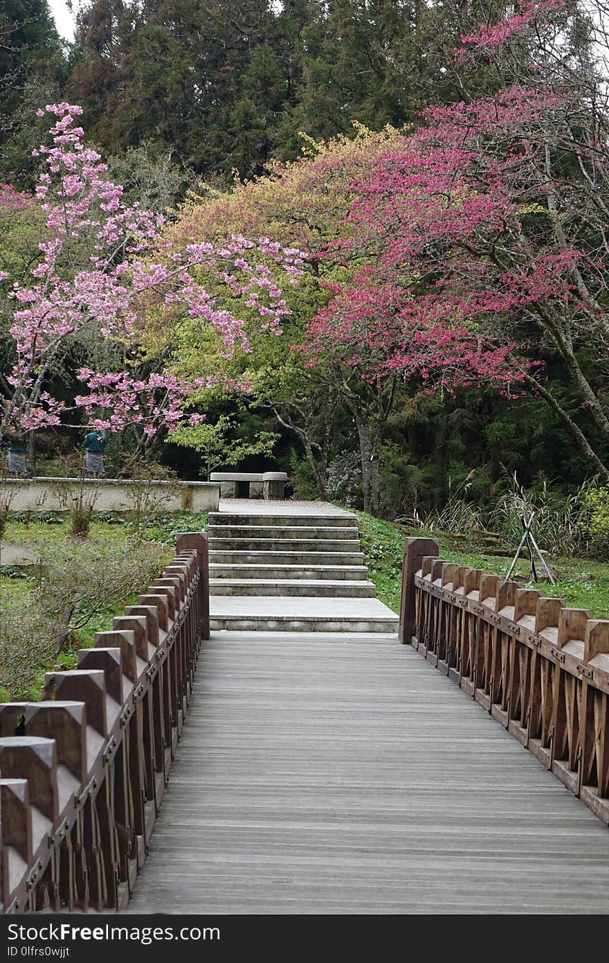 Flower, Plant, Nature, Walkway